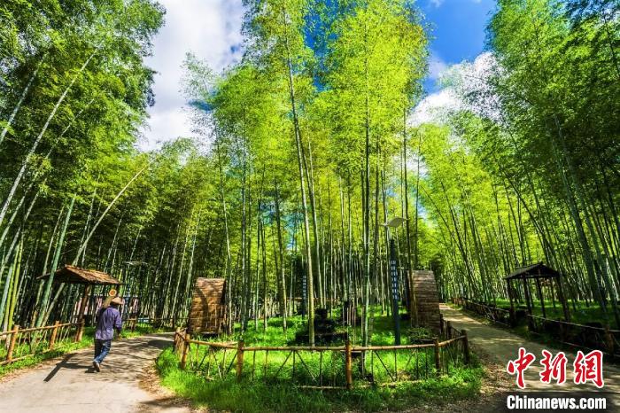 資料圖：綢嶺村的蒼翠竹園?！¤蠘s縣東源鄉(xiāng) 供圖 攝