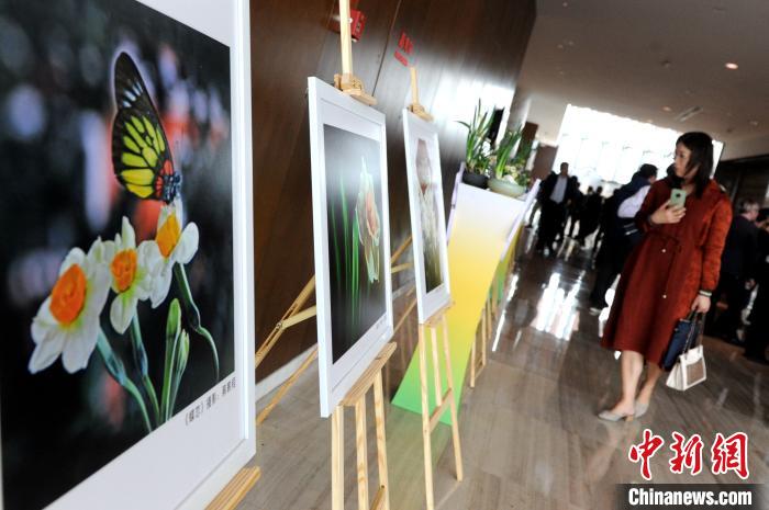 期間，主辦方還舉辦水仙花攝影作品展示?！埥鸫?攝