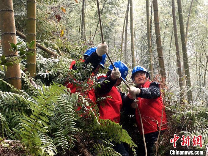 12月30日，泰寧縣供電公司正在展開全線特巡清障工作?！〗愊?攝