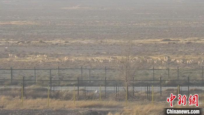 氣溫驟降野生黃羊、蒙古野驢到中蒙邊境覓食成新年景觀