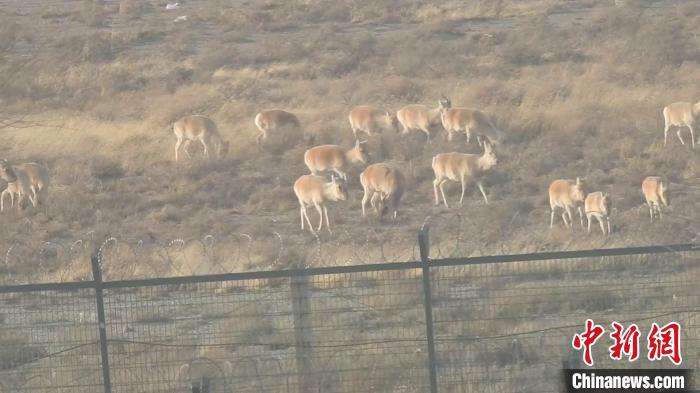 圖為蒙古野驢在中蒙邊境覓食?！●T正翔 攝