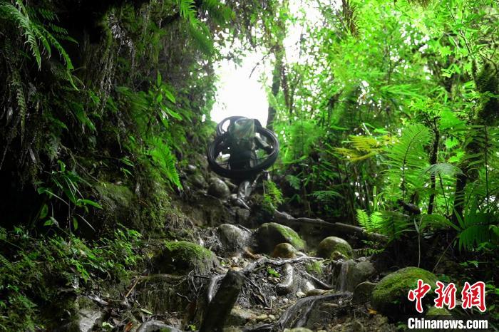 圖為官兵們穿越叢林背運(yùn)光纜鋪設(shè)線路?！钫窭?攝