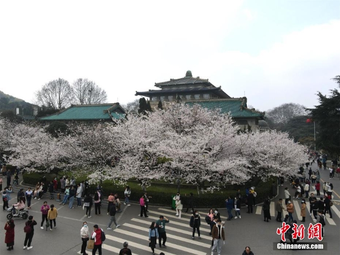 航拍武漢大學(xué) 游人共赴“櫻花之約”