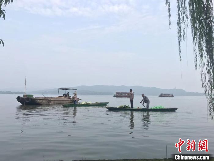 圖為工作人員在西湖水面作業(yè)?！〗瓧顭?攝