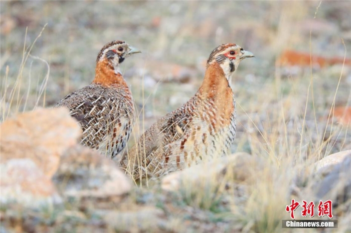 難得一見！祁連山下野生動(dòng)物“組團(tuán)”出道擺造型