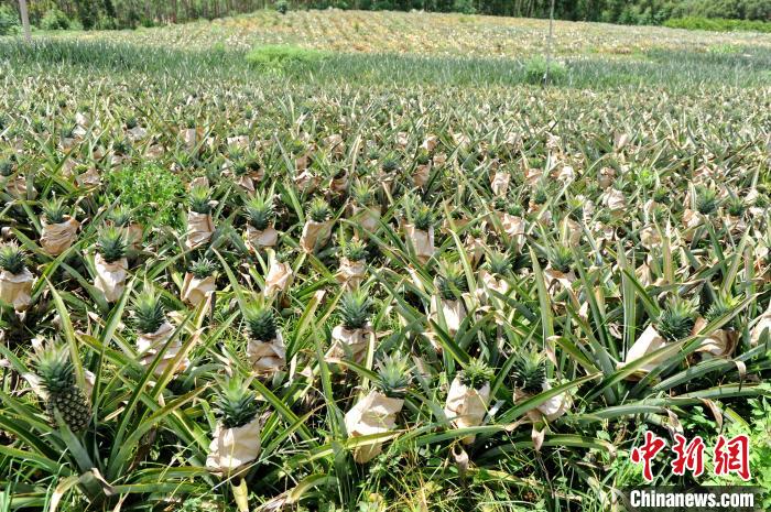 漳浦縣湖西鄉(xiāng)的鳳梨農(nóng)場喜迎豐收季?！埥鸫?攝