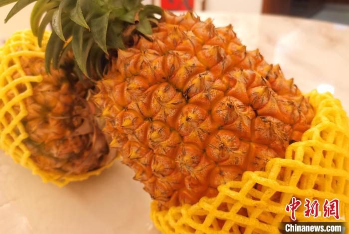 成熟的臺灣鳳梨?！埥鸫?攝