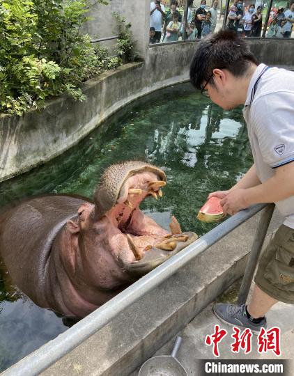 大河馬張開大口品嘗西瓜?！〕啥紕游飯@供圖