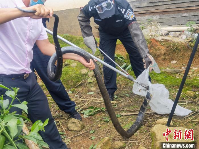 圖為民警對眼鏡王蛇進行處置?！〉潞赀吘彻芾碇ш牴﹫D