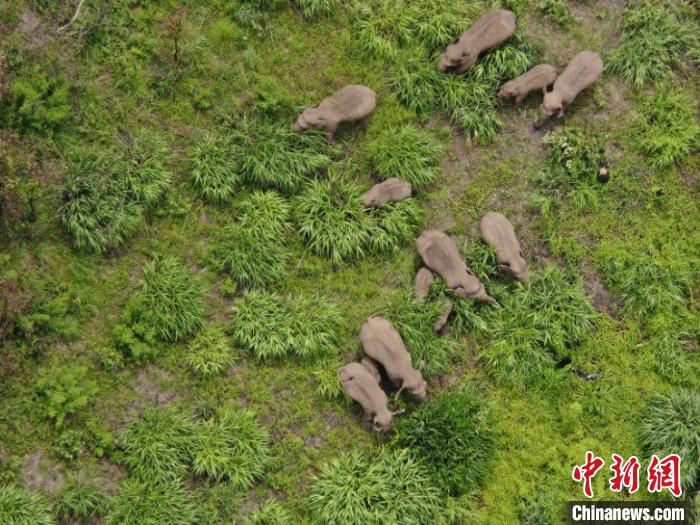 圖為監(jiān)測(cè)到的象群?！≡颇鲜∩窒揽傟?duì)提供