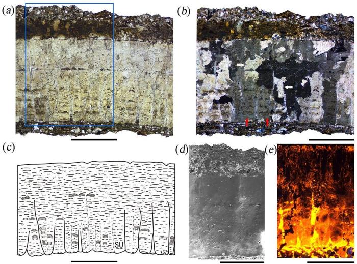 蛋殼徑切面：a單偏光顯微鏡圖像；b正交偏光顯微鏡圖像；c素描圖；d掃描電子顯微鏡圖像；e陰極發(fā)光圖像 研究團(tuán)隊 供圖