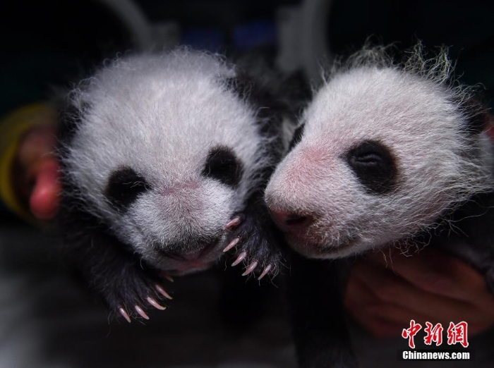 四川阿壩:兩對(duì)大熊貓雙胞胎滿月 毛茸茸十分可愛(ài)