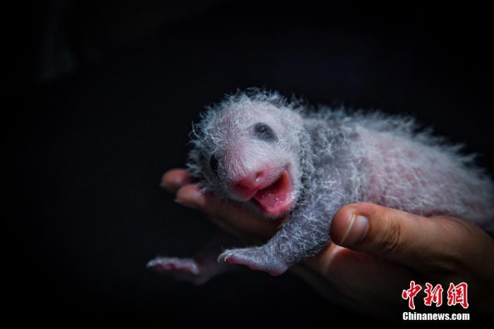 四川阿壩:兩對(duì)大熊貓雙胞胎滿月 毛茸茸十分可愛(ài)