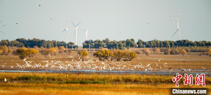 圖為內(nèi)蒙古科爾沁國(guó)家級(jí)自然保護(hù)區(qū)內(nèi)群鳥嬉戲?！罡Ｉ?攝