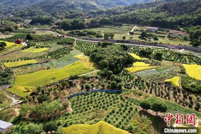林柄村秋色宜人?！⊥鯑|明 攝