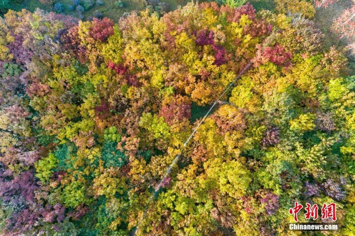 甘肅張掖：金秋蘆水灣層林盡染宛如油畫(huà)