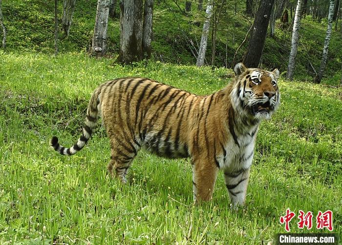 資料圖為遠(yuǎn)紅外相機(jī)拍攝的東北虎照片。 <a target='_blank' href='http://www.chinanews.com/'>中新社</a>發(fā) 東北虎豹國家公園管理局 供圖