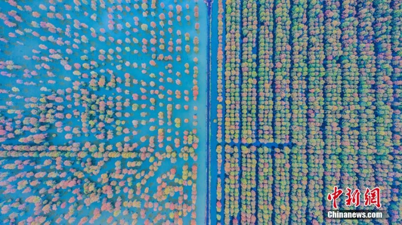 初冬漲渡湖五彩斑斕 美如畫卷