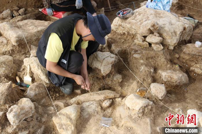 李罡在跋山遺址發(fā)掘現(xiàn)場清理象骨?！∫o(jì)亮 攝