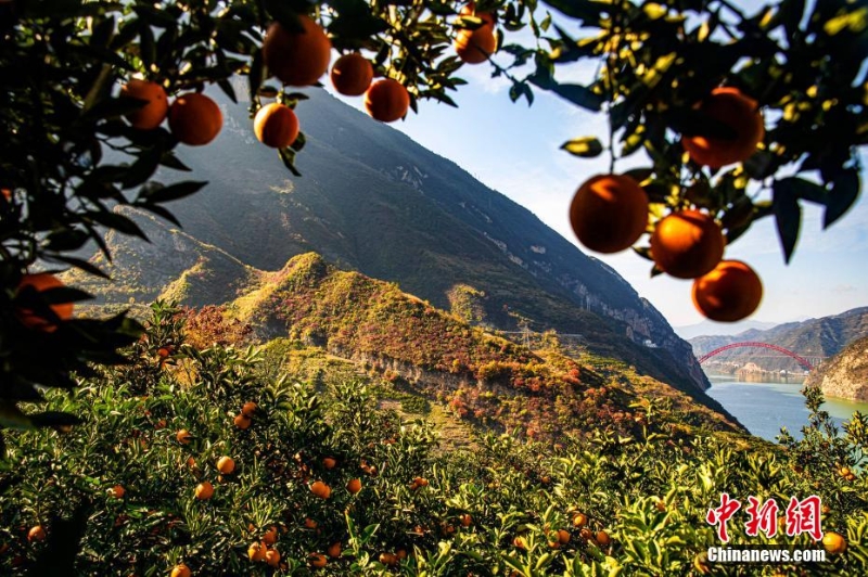 三峽秭歸:橙黃橘綠映峽江