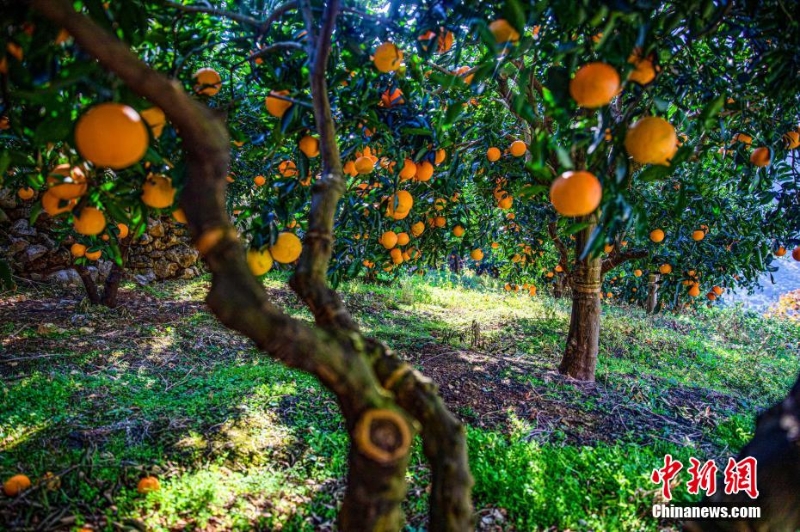 三峽秭歸:橙黃橘綠映峽江