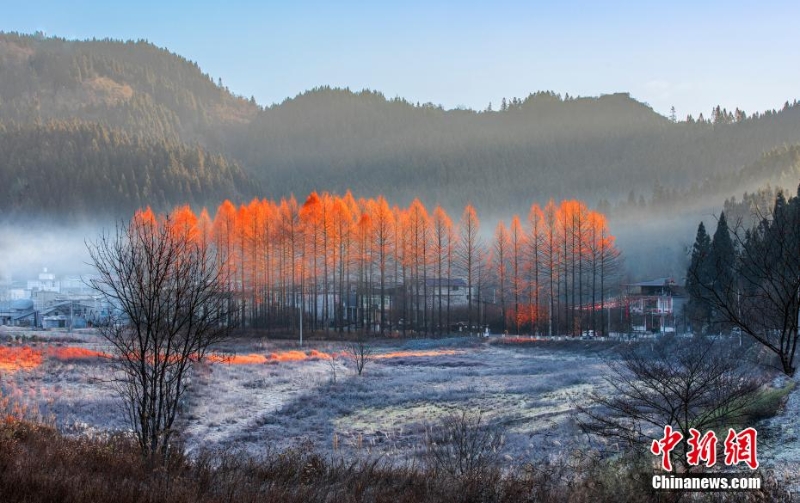 湖北利川:冬霜水杉別樣紅