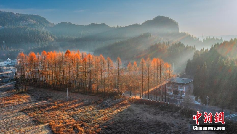 湖北利川:冬霜水杉別樣紅