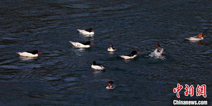 中華秋沙鴨聚集在一起相互嬉耍 唐萬(wàn)鈺 攝 中華秋沙鴨聚集在一起相互嬉耍 唐萬(wàn)鈺 攝