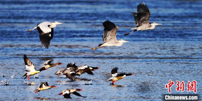 中華秋沙鴨連續(xù)8年飛臨湖北宜都越冬 唐萬(wàn)鈺 攝 中華秋沙鴨連續(xù)8年飛臨湖北宜都越冬 唐萬(wàn)鈺 攝