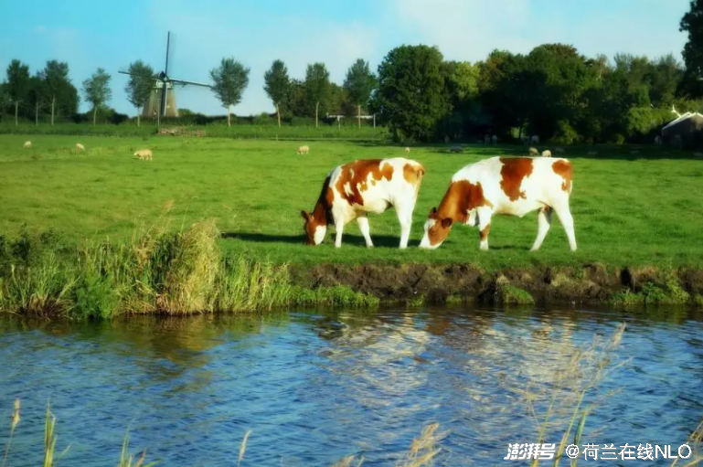 圖丨典型荷蘭田園景色，圖/pixabay圖庫(kù)授權(quán)使用