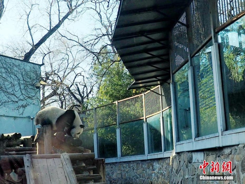 “越獄”大熊貓圍欄加裝防護(hù)擋板