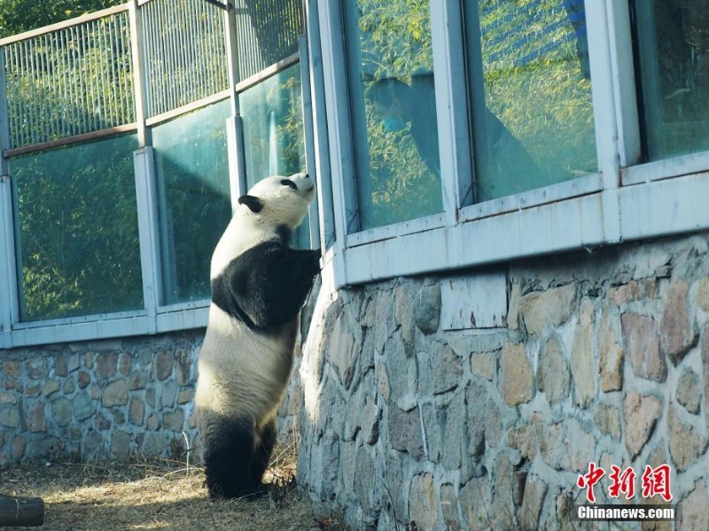 “越獄”大熊貓圍欄加裝防護(hù)擋板