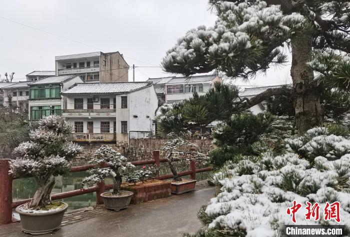圖為：寧波奉化溪口鎮(zhèn)三十六灣村綠植上堆起雪花?！≡ǔ?通訊員) 攝