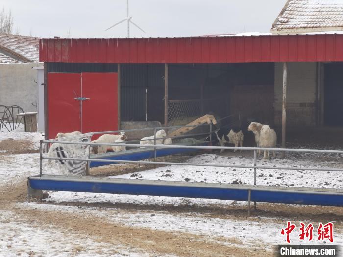 北方鄉(xiāng)村農民找到“致富秘密”養(yǎng)羊發(fā)“羊”財