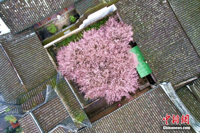 福州千年古剎梅花盛開迎客來(lái)