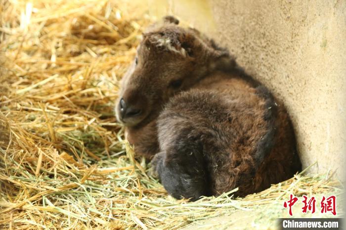 金毛羚牛幼崽正在休息?！″X晨菲 攝