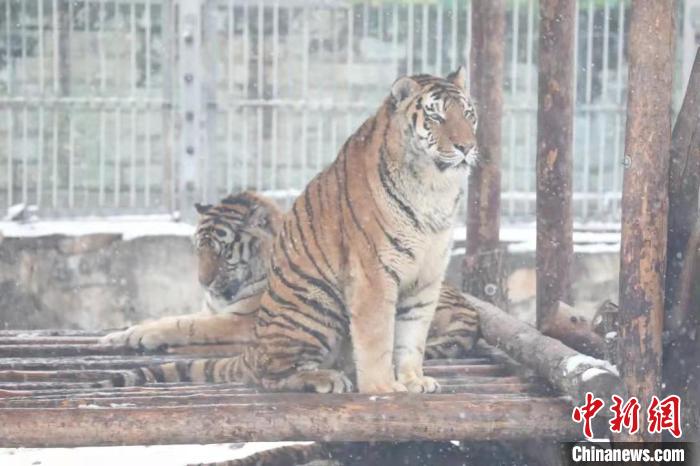 圖為東北虎在雪中嬉戲?！∥靼睬貛X野生動物園供圖