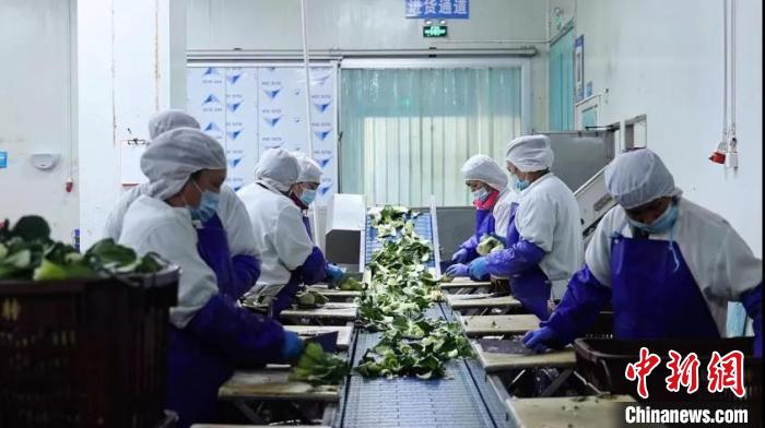 圖為企業(yè)員工進(jìn)行供港蔬菜整理?！∩钲谑泄ど搪?lián) 供圖