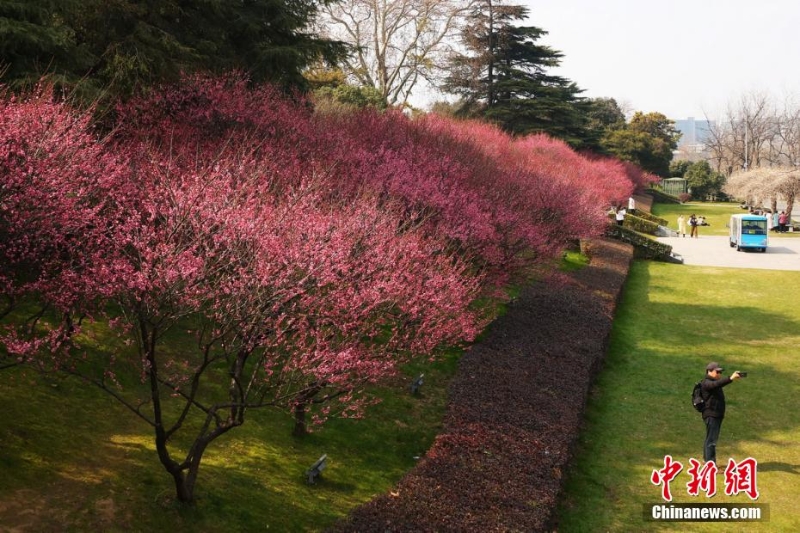 南京梅花綻放春色滿園