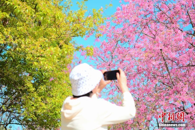 廣州:櫻花盛開引游人