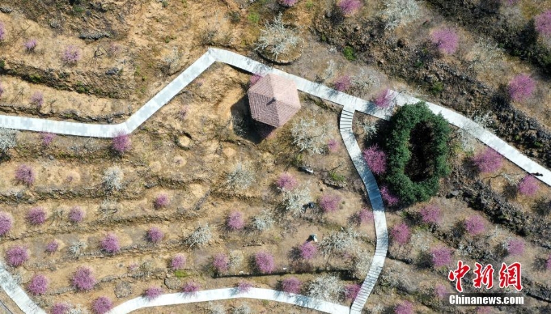 浙江樂清:李花盛開迎客來