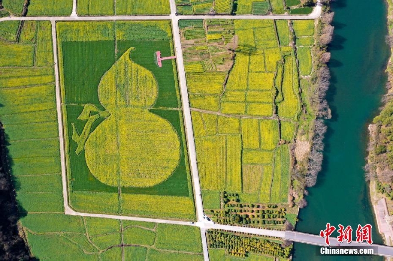 安徽黃山:花海秀春光