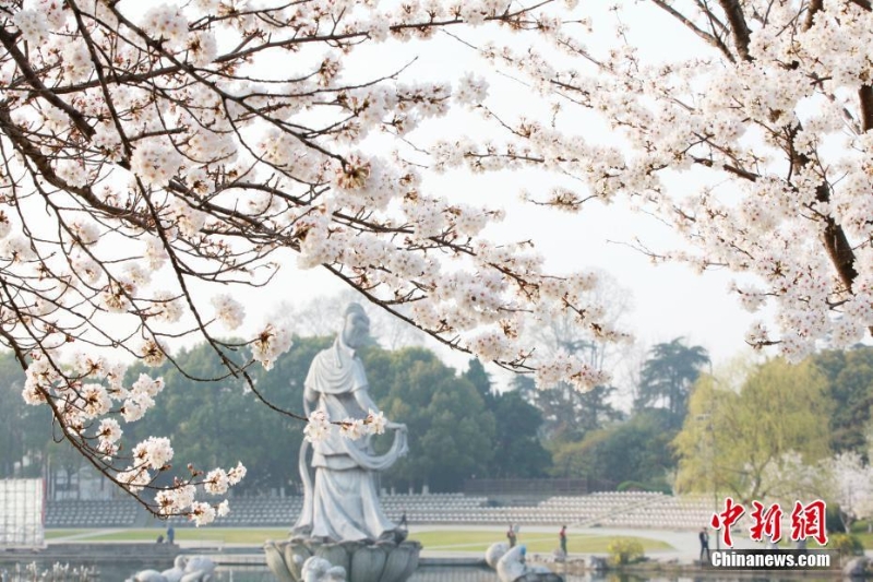 江蘇南京:金陵著春裝 櫻花伴春開(kāi)