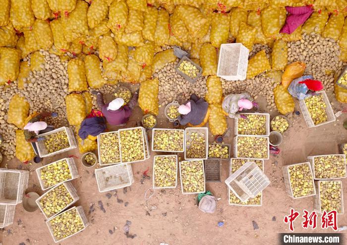 村民正在馬鈴薯種植基地內(nèi)忙碌?！∮诰?攝