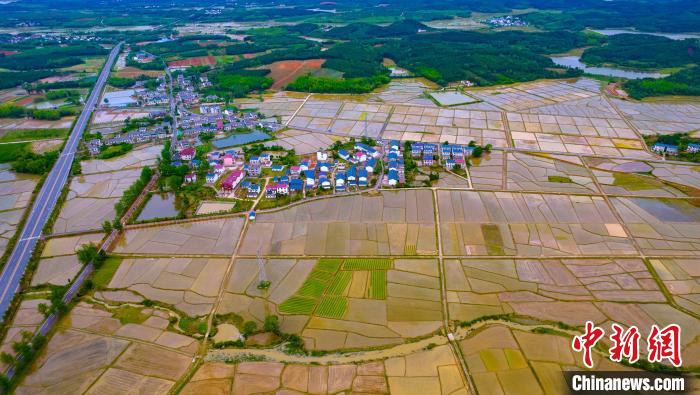 水田里插滿秧苗，水滿田疇，與樓房交相輝映，景色美如畫?！≮w春亮 攝