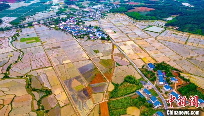 稻田、花田、果園、新村、河流等構(gòu)成五彩鄉(xiāng)村春色，多姿多彩?！≮w春亮 攝