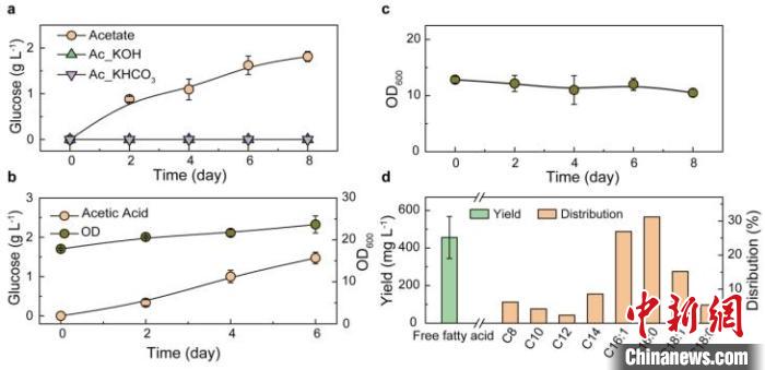 以乙酸鹽及乙酸為碳源合成葡萄糖及脂肪酸。　研究團(tuán)隊(duì) 供圖