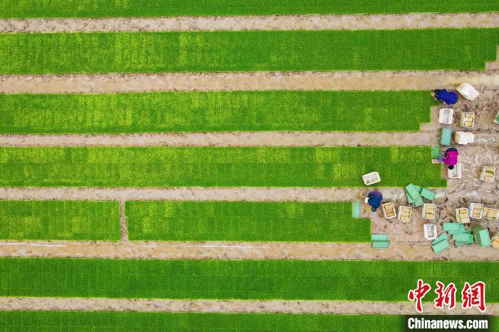 航拍秧苗田，當(dāng)?shù)剞r(nóng)民正在搬運(yùn)秧苗 陳家樂 攝
