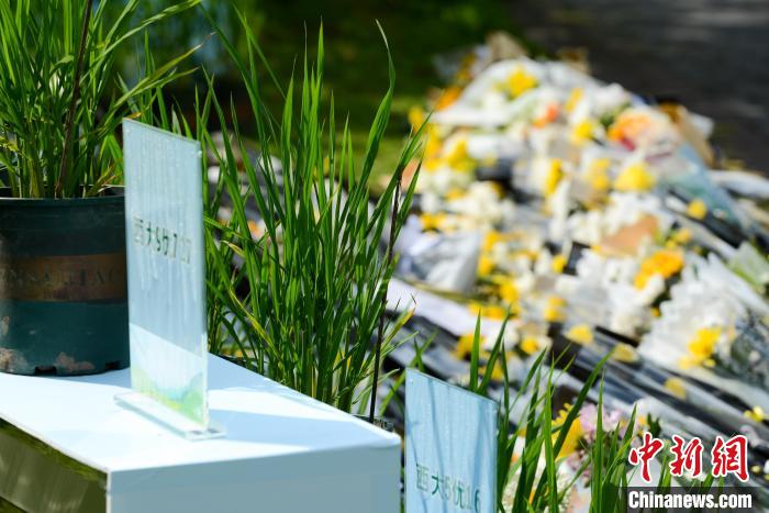 5月22日，在西南大學校園內的袁隆平雕像兩側，擺放的水稻植株?！『闻罾?攝