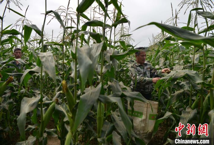 圖為工人在示范片采收測(cè)產(chǎn)的“閩雙色6號(hào)” 玉米?！埍?攝